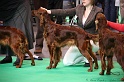 Crufts2011 326